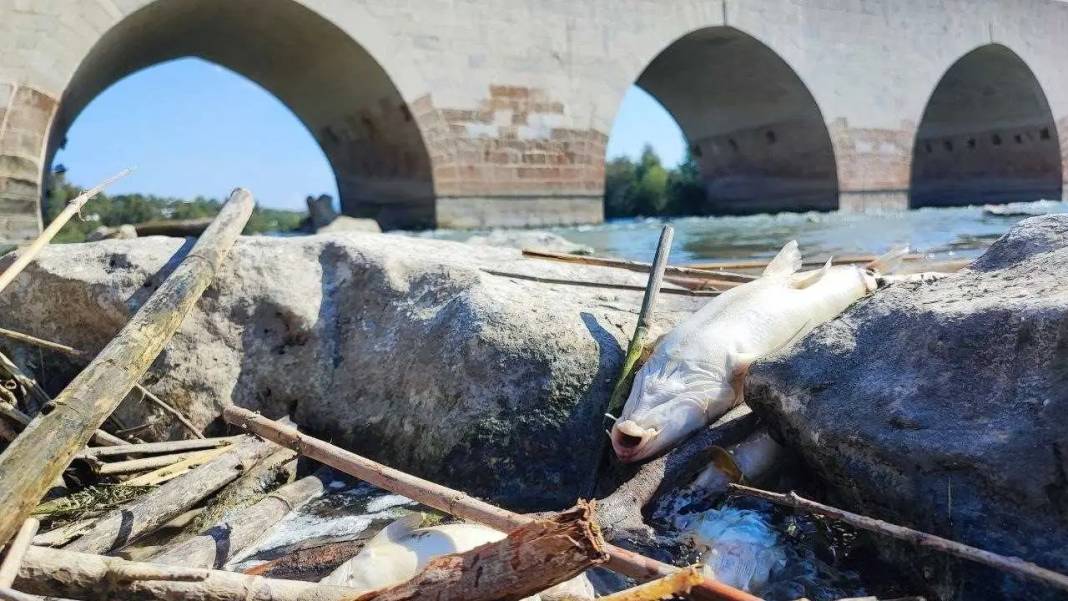 Ceyhan Nehri’nde Balıklar Telef Oldu: Mahalle Kokuyor, Nehir Ölüyor! 1